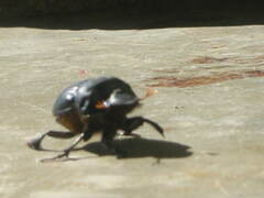 Dichotomius carolinus