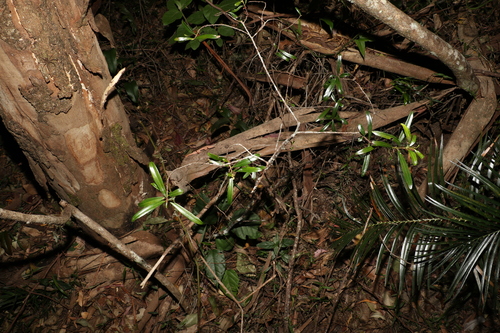 Image of Myrsine angusta by (c) Greg Tasney, some rights reserved (CC BY-SA)