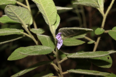 Solanum densevestitum