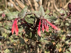 Fuchsia boliviana