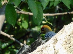 Melanerpes chrysogenys