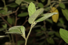 Solanum densevestitum