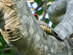 Melanerpes chrysogenys