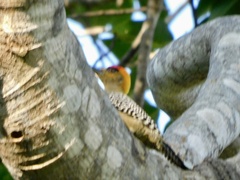 Melanerpes chrysogenys