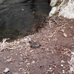 Lithobates forreri