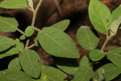 Solanum densevestitum