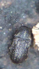 Araeocerodes