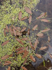 Potamogeton cheesemanii