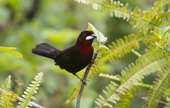 Ramphocelus carbo