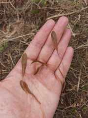 Potamogeton cheesemanii