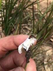 Trichiocercus sparshalli