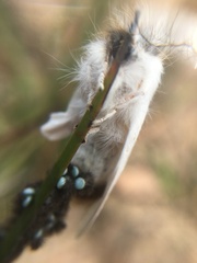 Trichiocercus sparshalli