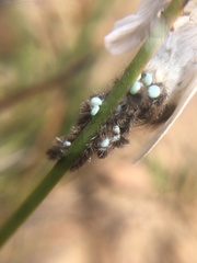 Trichiocercus sparshalli