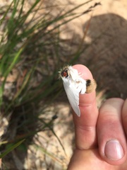 Trichiocercus sparshalli