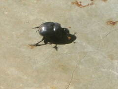 Dichotomius carolinus