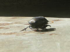 Dichotomius carolinus