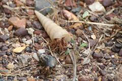 Coenobita variabilis