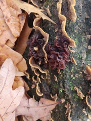 Phaeotremella foliacea