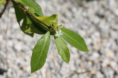 Morinda royoc