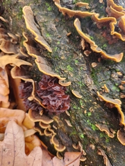 Phaeotremella foliacea