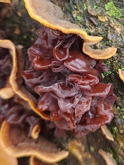 Phaeotremella foliacea
