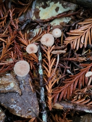 Paragymnopus sequoiae