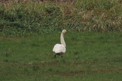 Cygnus columbianus bewickii