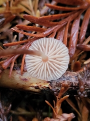 Paragymnopus sequoiae