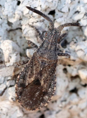 Scolopocerus secundarius
