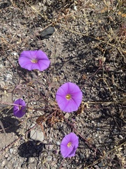 Ipomoea ternifolia leptotoma