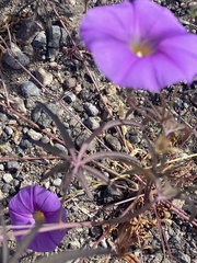 Ipomoea ternifolia leptotoma