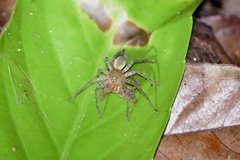 Heteropodinae