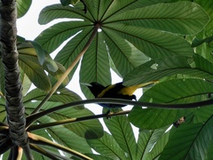 Cassiculus melanicterus