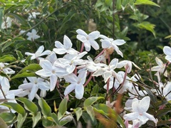Jasminum polyanthum