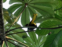 Cassiculus melanicterus