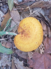 Omphalotus subilludens
