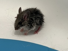 Peromyscus sonoriensis