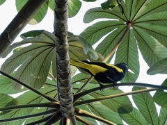 Cassiculus melanicterus