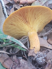 Omphalotus subilludens