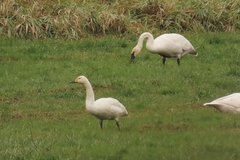 Cygnus columbianus bewickii