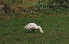 Cygnus columbianus bewickii