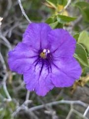 Ruellia californica