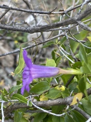 Ruellia californica