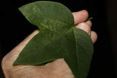 Passiflora herbertiana