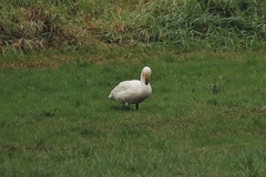 Cygnus columbianus bewickii