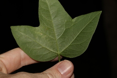 Passiflora herbertiana