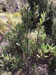 Tasmannia lanceolata