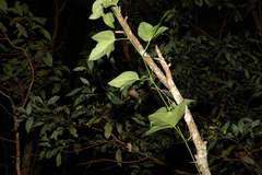 Passiflora herbertiana