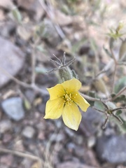 Mentzelia adhaerens