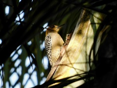 Melanerpes chrysogenys